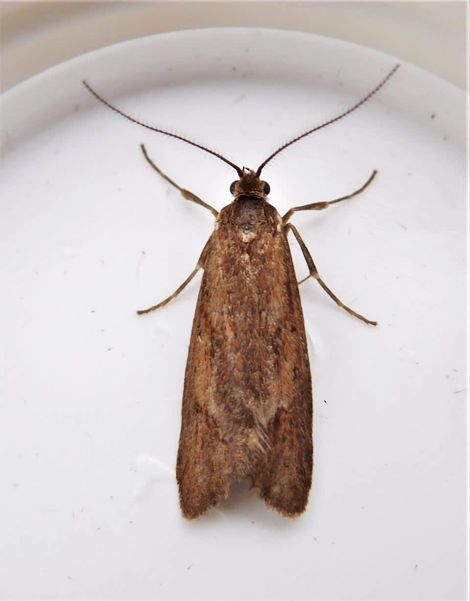 November Tubic (Diurnea lipsiella) photographed in Kent by John Dale