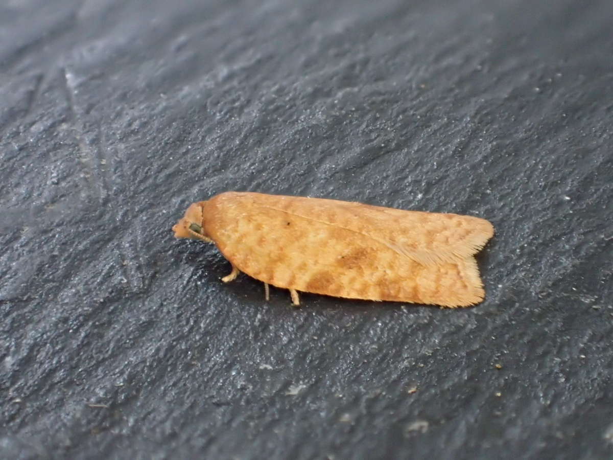 Rusty Birch Button (Acleris notana) photographed at Kings Wood by Dave Shenton 