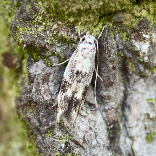 Oak Cosmet (Dystebenna stephensi) photographed in Kent by Harry Rutherford 