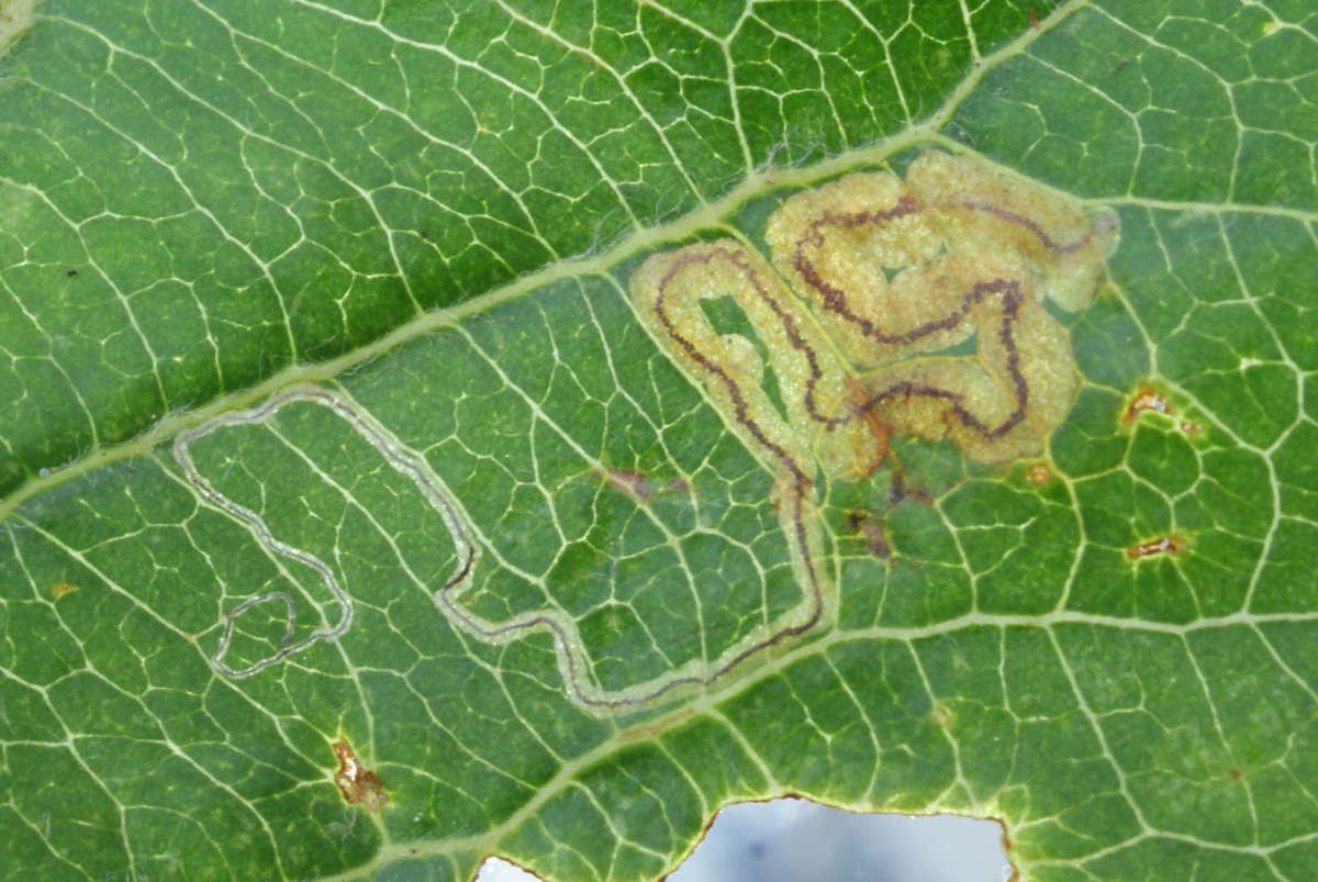 Apple Pigmy (Stigmella malella) photographed at Aylesham  by Dave Shenton 