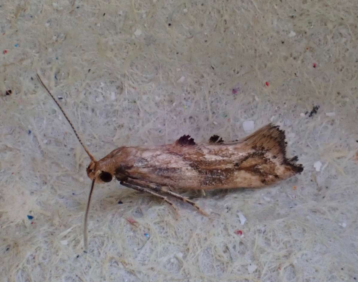 Large Lance-wing (Epermenia falciformis) photographed in Kent by David Newman
