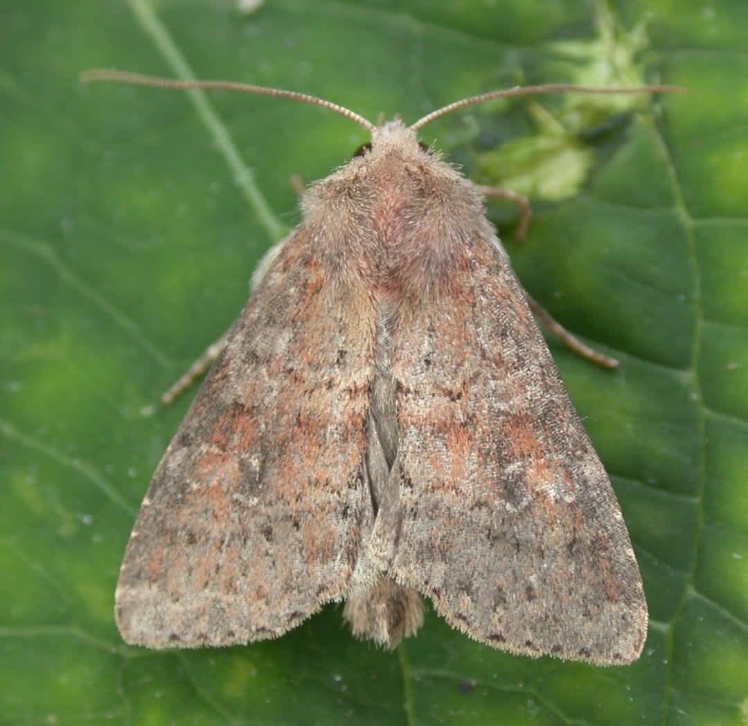 The Suspected (Parastichtis suspecta) photographed in Kent by Ian Roberts