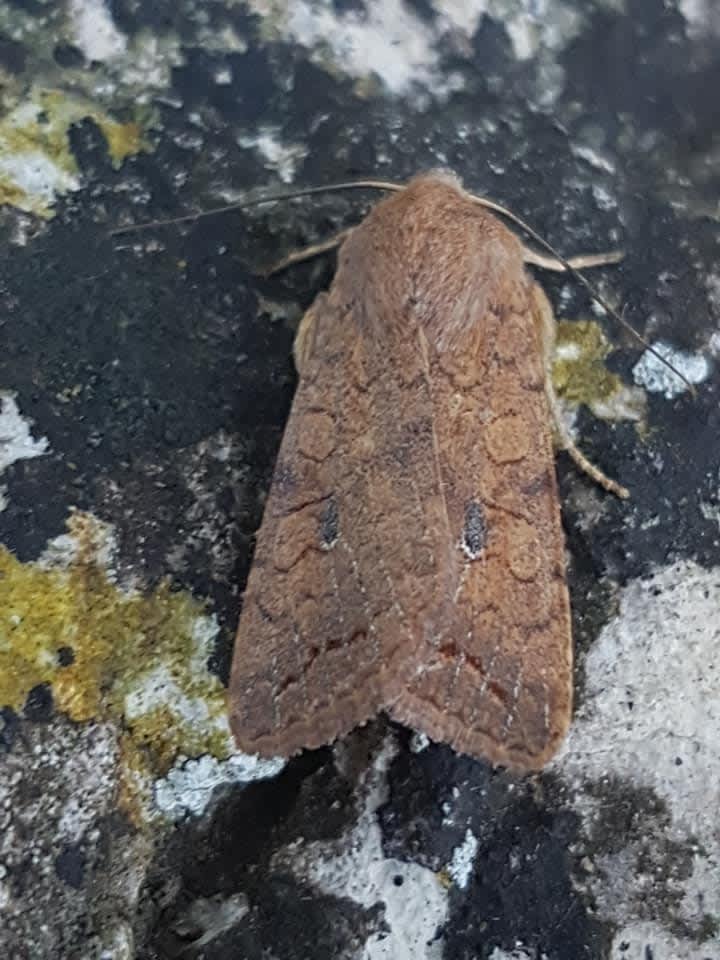 The Brick (Agrochola circellaris) photographed in Kent by Leonard Cooper 