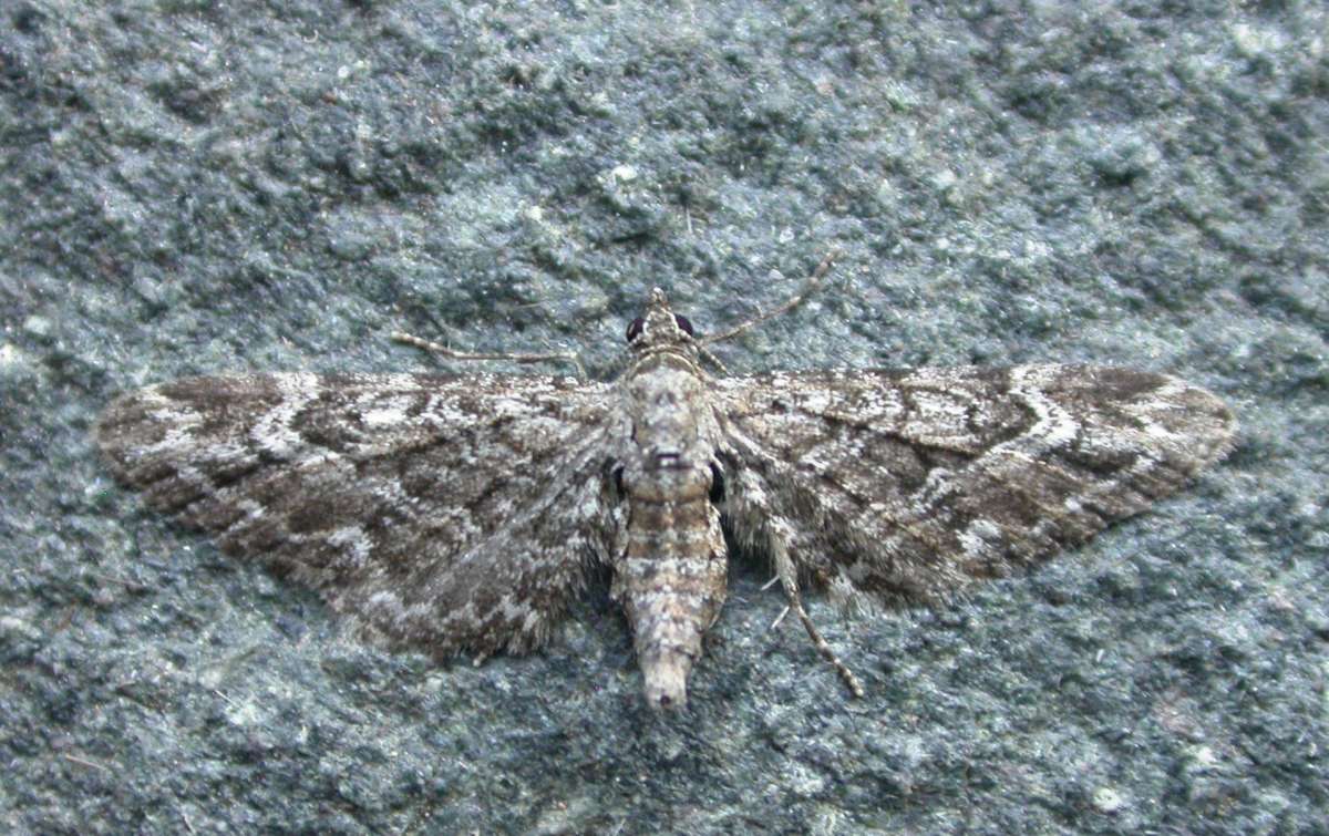 Narrow-winged Pug (Eupithecia nanata) photographed in Kent by Ross Newham 