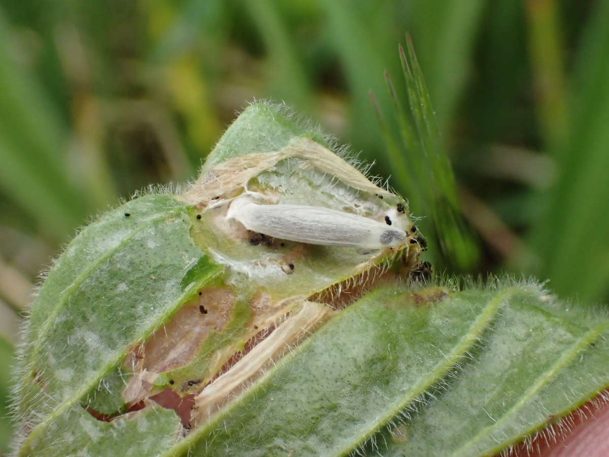 Ribwort Slender (Aspilapteryx tringipennella) photographed at Aylesham  by Dave Shenton 