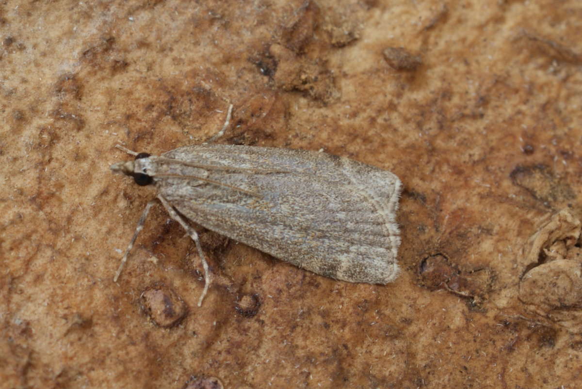 Large Grey (Scoparia subfusca) photographed at Aylesham  by Dave Shenton