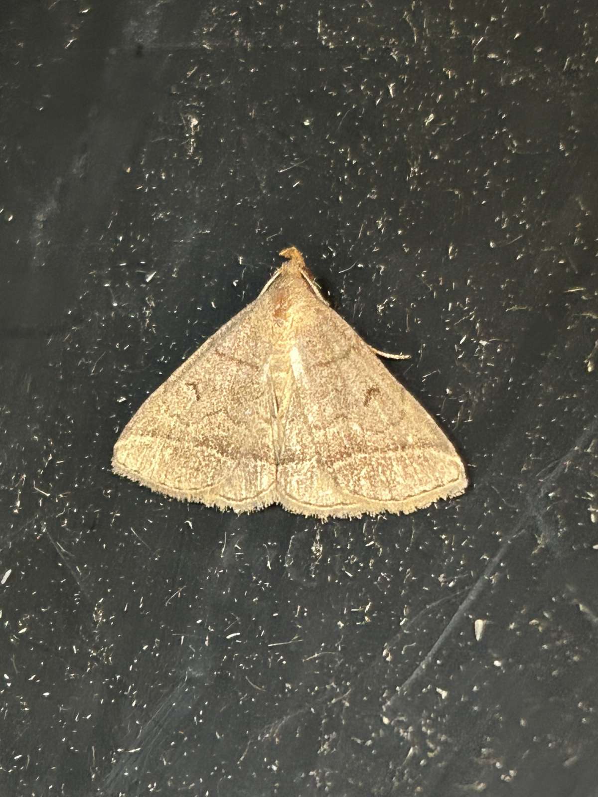 Jubilee Fan-foot (Zanclognatha lunalis) photographed in Kent by Dave Shenton 