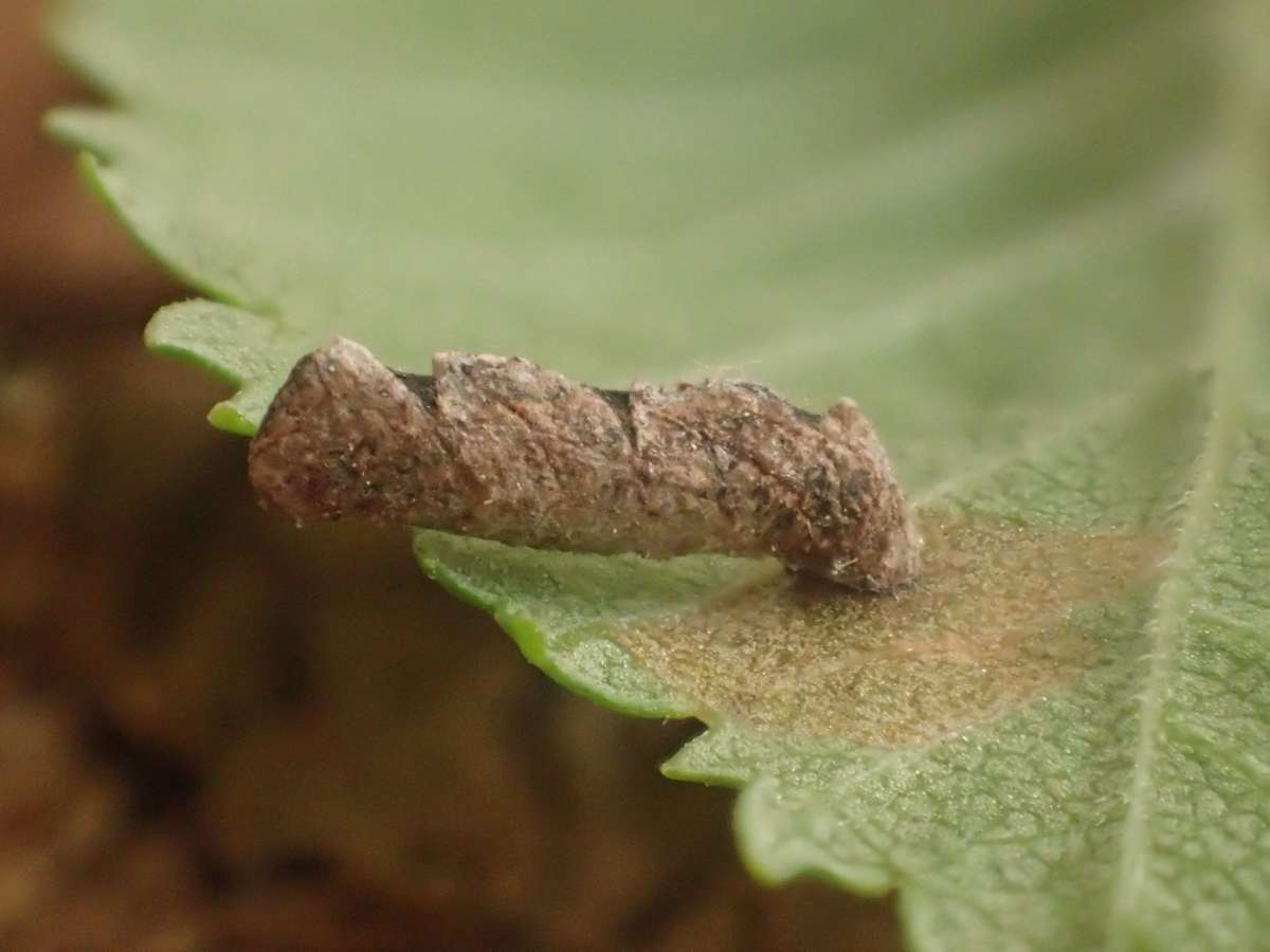 Pale Elm Case-bearer (Coleophora badiipennella) photographed at Culand Pits by Dave Shenton 