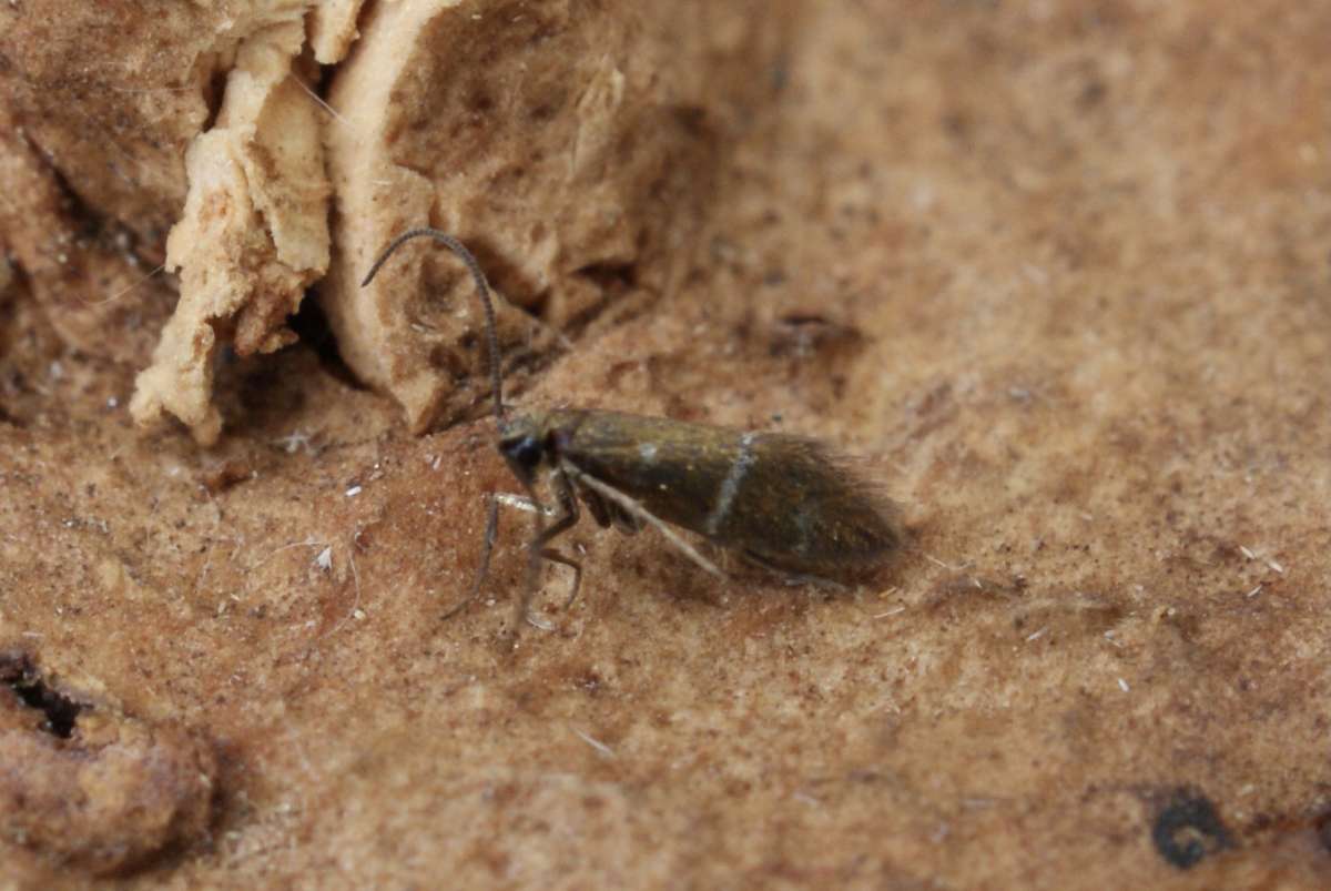 White-barred Gold (Micropterix aruncella) photographed in Kent by Dave Shenton 