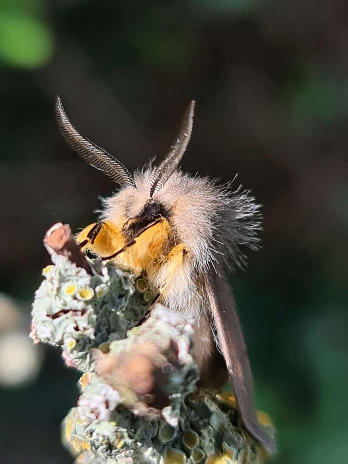 Muslin Moth (Diaphora mendica) photographed in Kent by Francesca Partridge