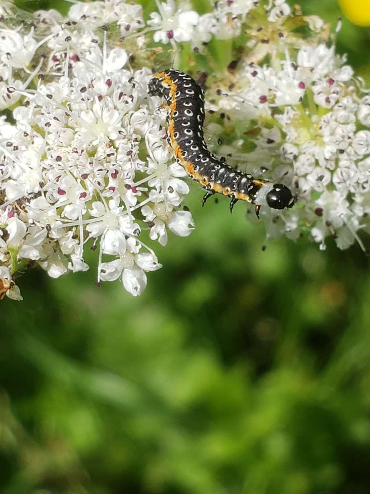 Dingy Flat-body (Depressaria daucella) photographed in Kent by Phil Ambler