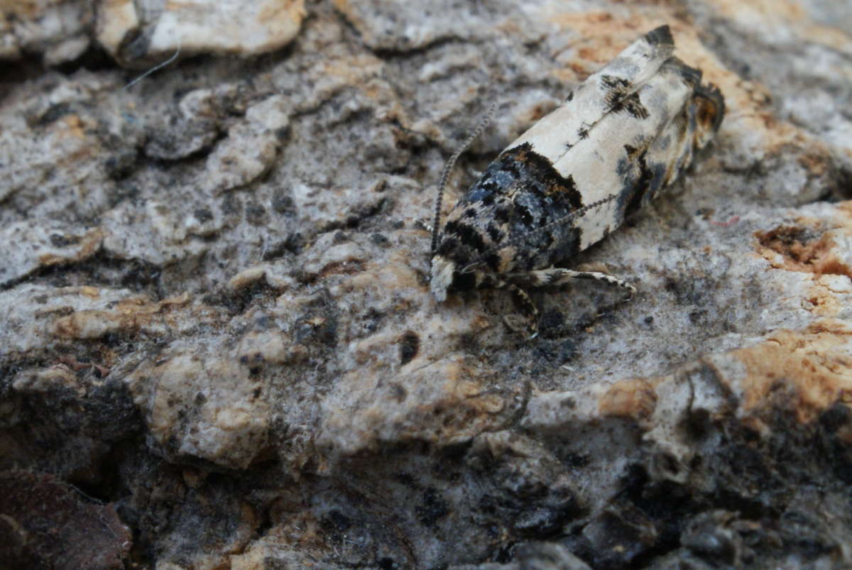 White Cloaked Shoot (Gypsonoma sociana) photographed in Kent by Dave Shenton 