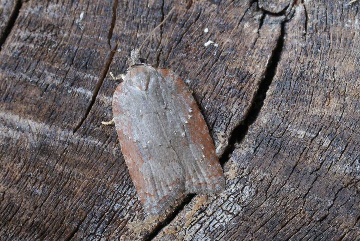 Ashy Button (Acleris sparsana) photographed at Aylesham  by Dave Shenton 