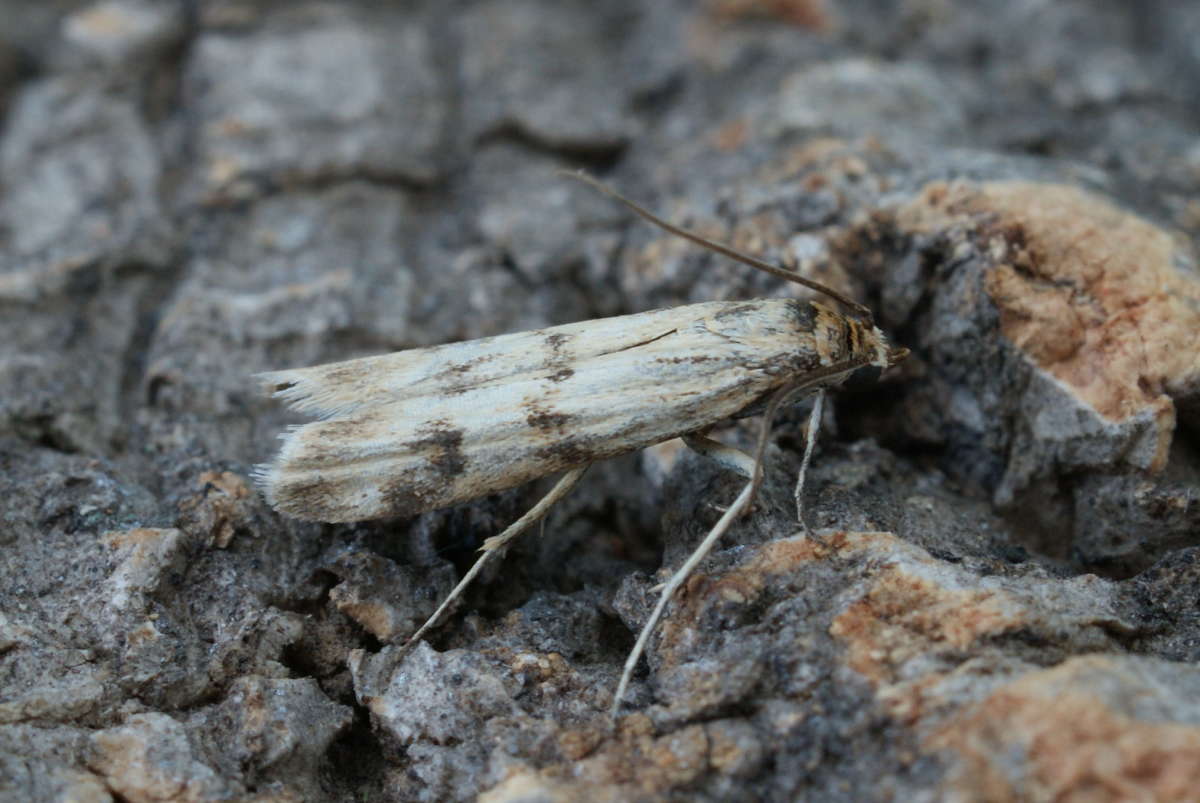 Twin-barred Knot-horn (Homoeosoma sinuella) photographed in Kent by Dave Shenton 