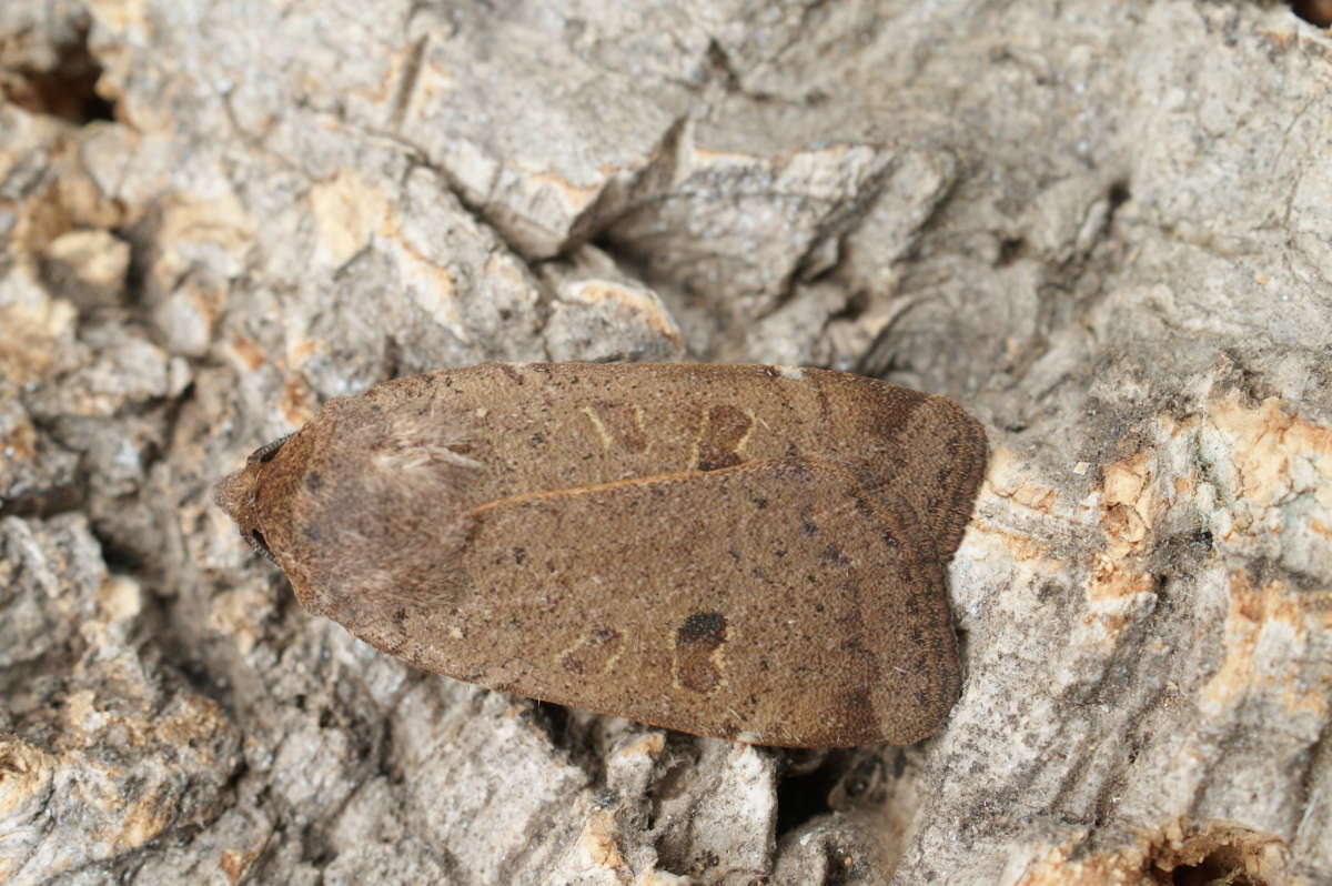 Lesser Yellow Underwing (Noctua comes) photographed at Aylesham  by Dave Shenton 