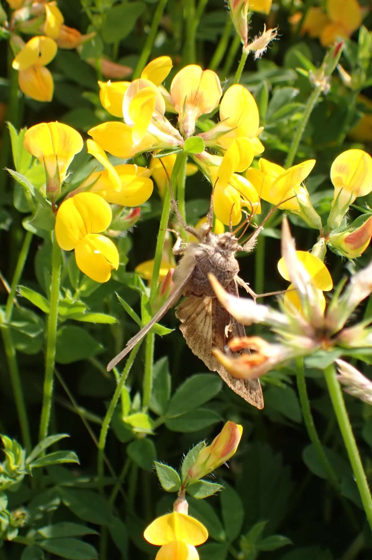 Silver Y (Autographa gamma) photographed at Marden by Lou Carpenter 