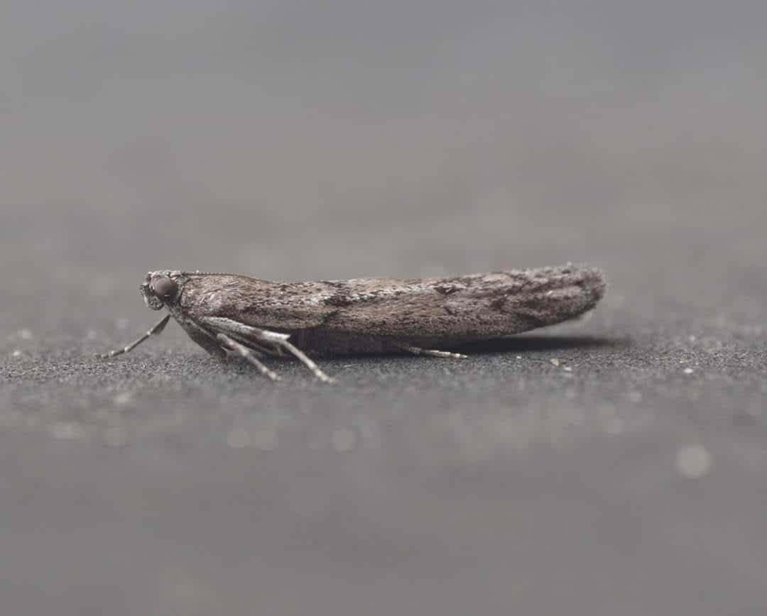 Mediterranean Flour Moth (Ephestia kuehniella) photographed in Kent by Ian Roberts