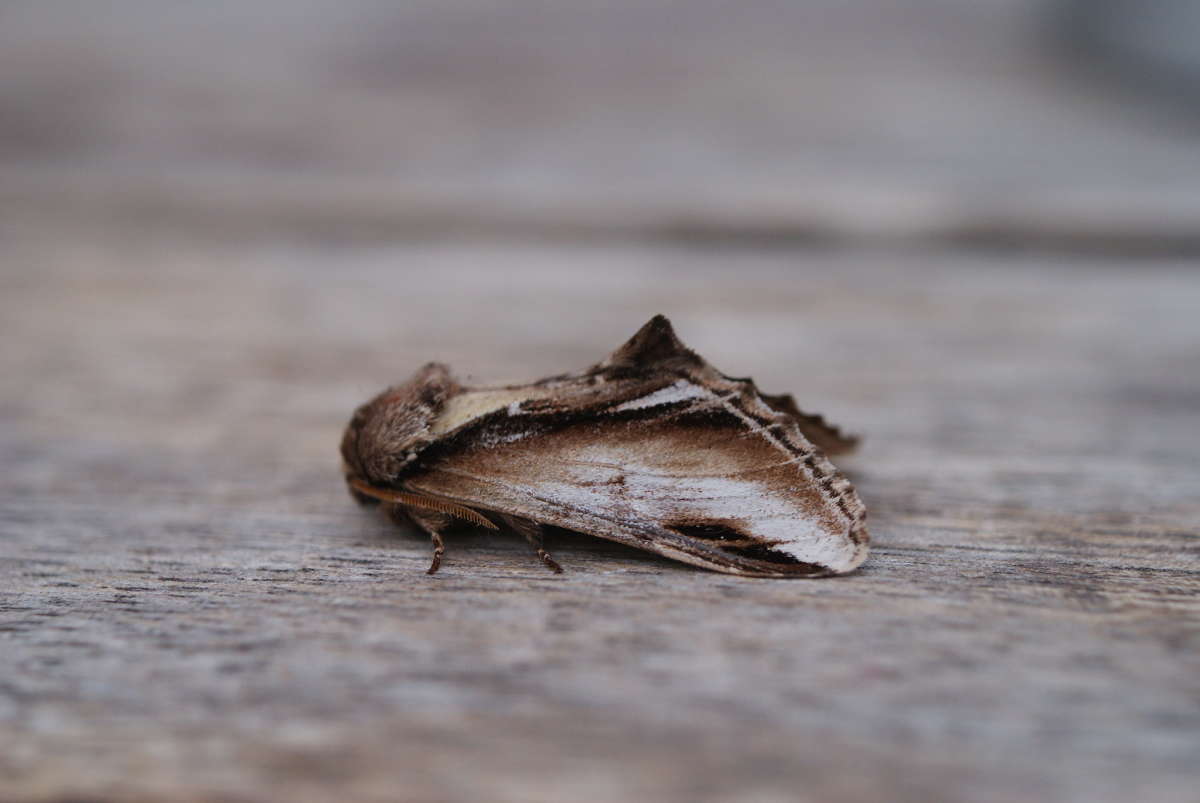 Lesser Swallow Prominent (Pheosia gnoma) photographed at Aylesham  by Dave Shenton 