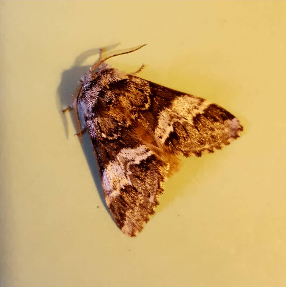 Marbled Brown (Drymonia dodonaea) photographed in Kent by Vicky Aitkenhead