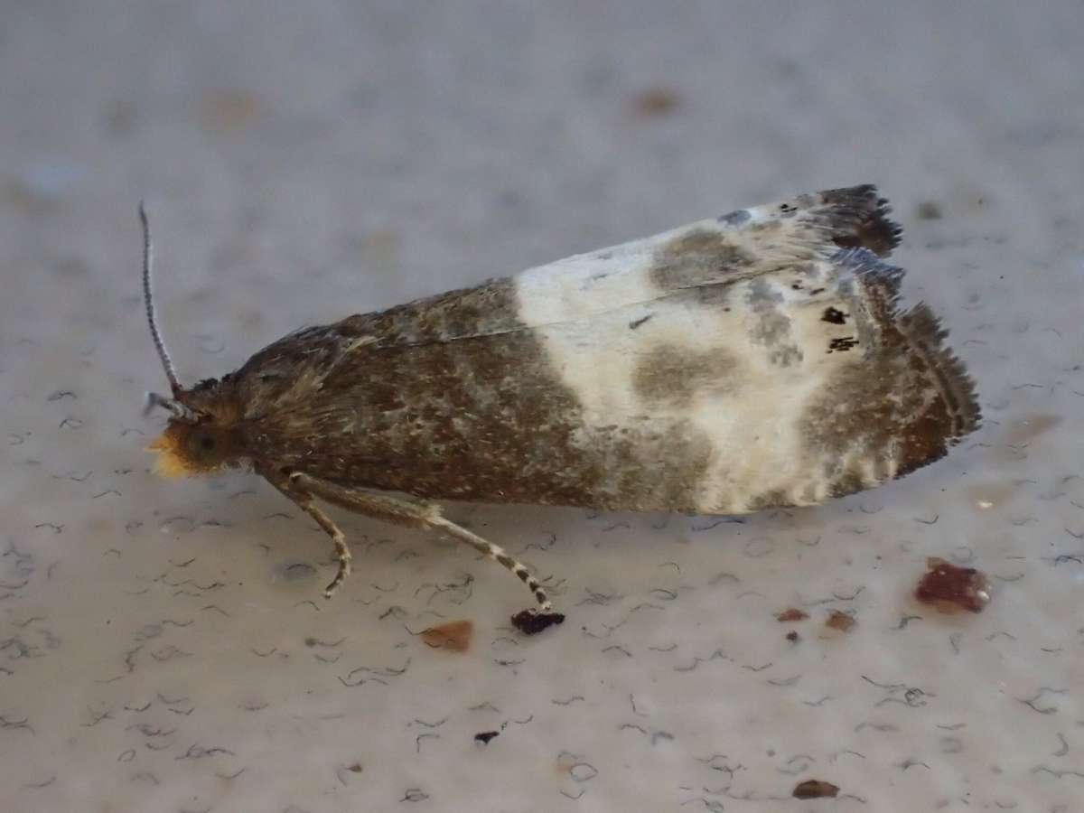 Yellow-faced Bell (Notocelia cynosbatella) photographed in Kent by Dave Shenton 