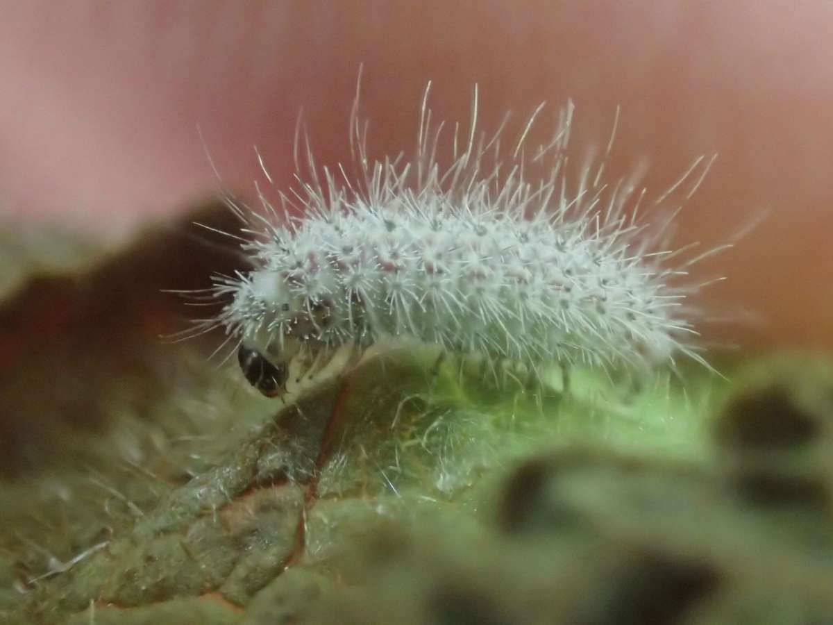 Wood-sage Plume (Capperia britanniodactylus) photographed at St. Peter’s Pit, Wouldham  by Dave Shenton 