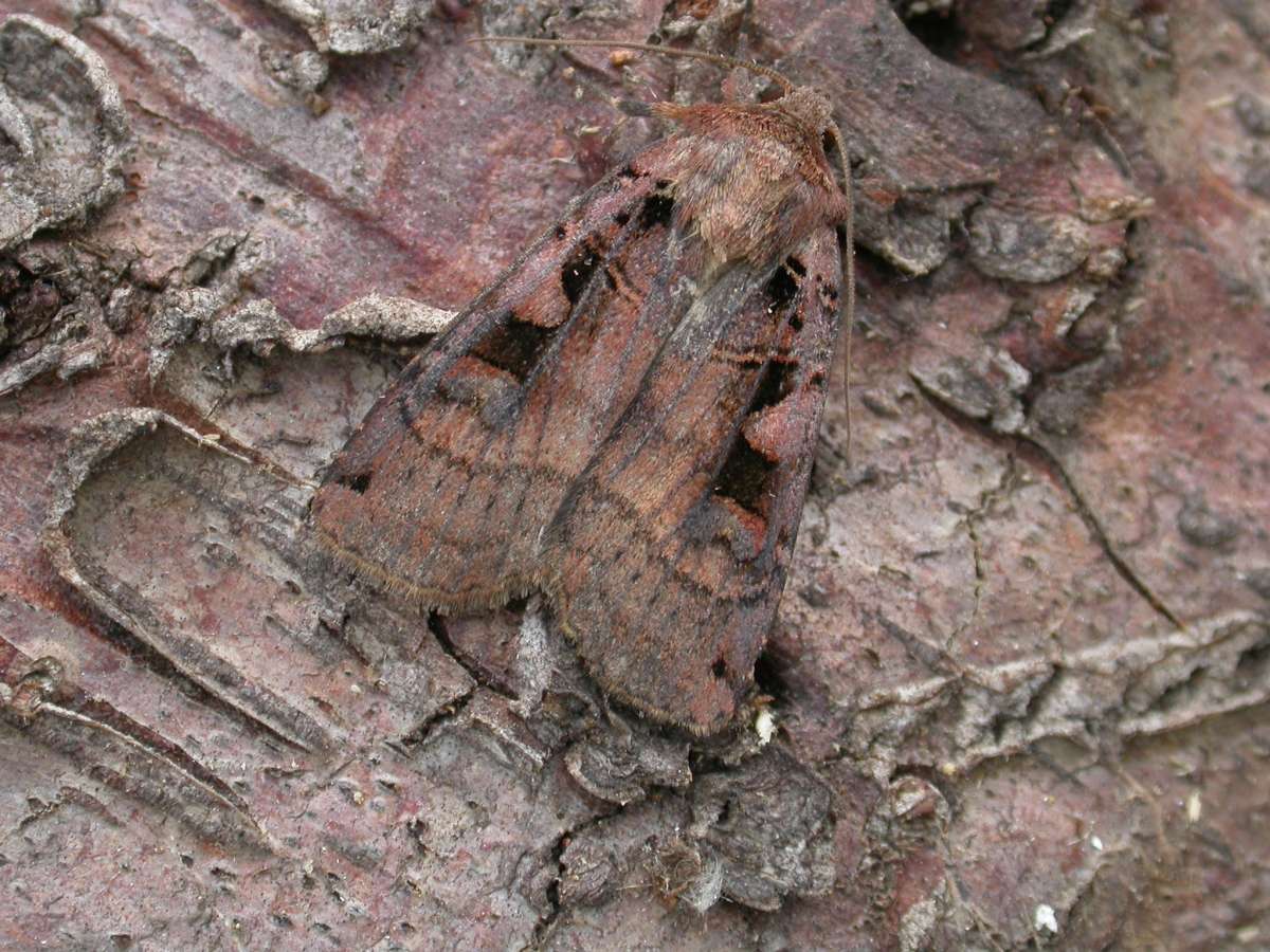 Triple-spotted Clay (Xestia ditrapezium) photographed in Kent by Peter Maton