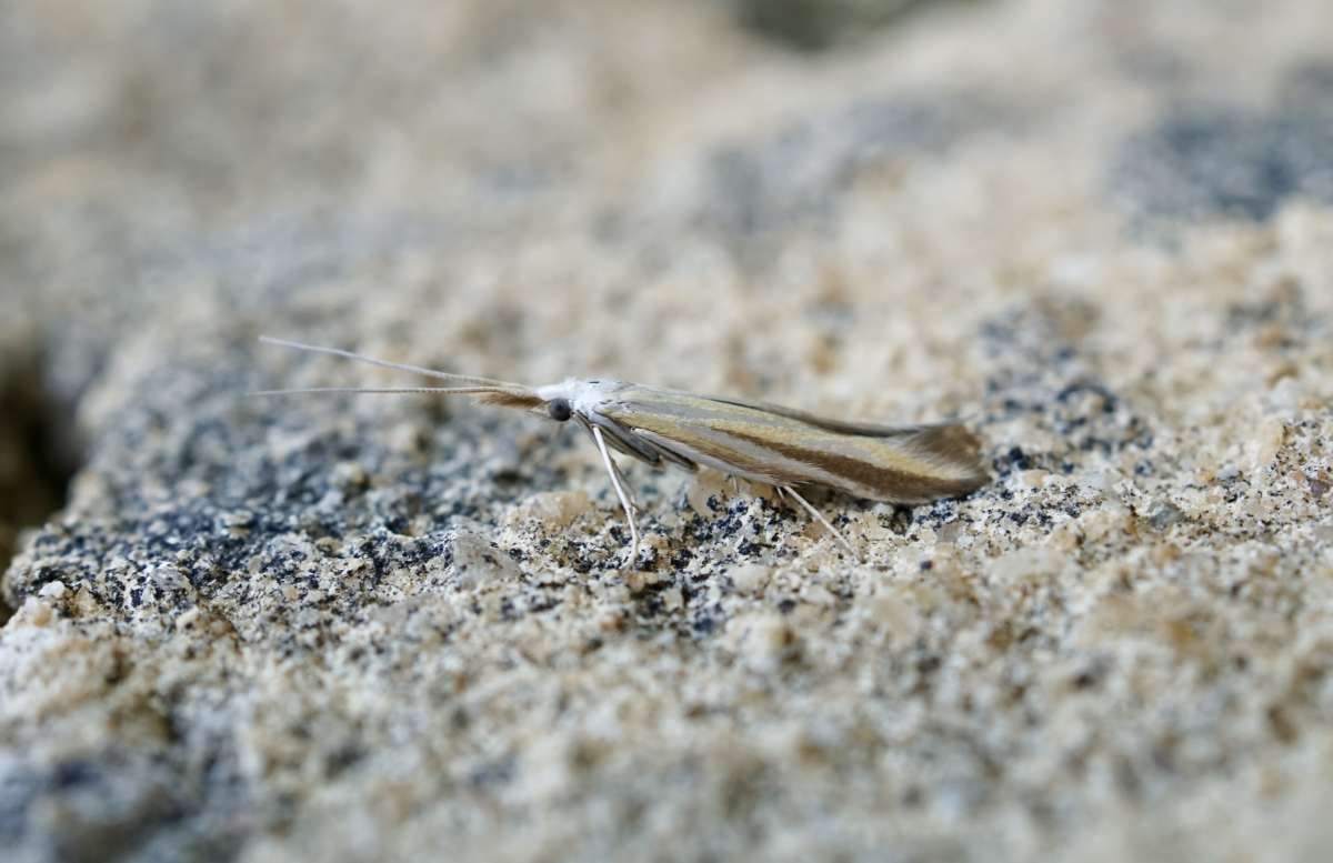 Knapweed Case-bearer (Coleophora conspicuella) photographed in Kent by Dave Shenton