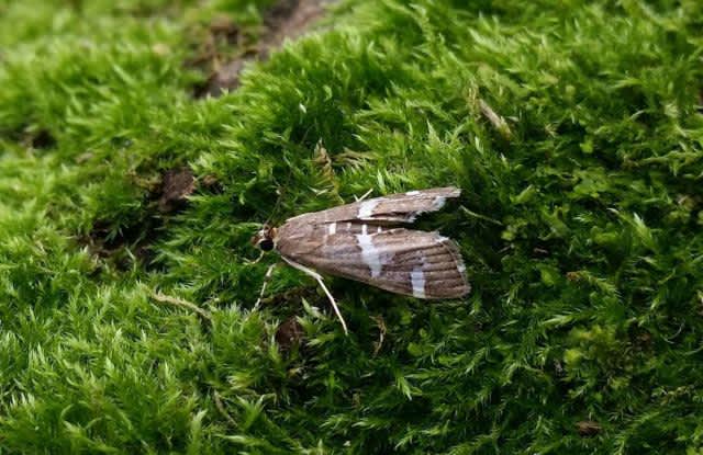 Maize Moth (Spoladea recurvalis) photographed in Kent by Andrew Lawson