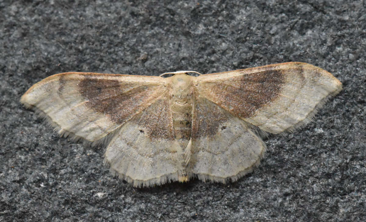 Portland Ribbon Wave (Idaea degeneraria) photographed in Kent by Ross Newham 