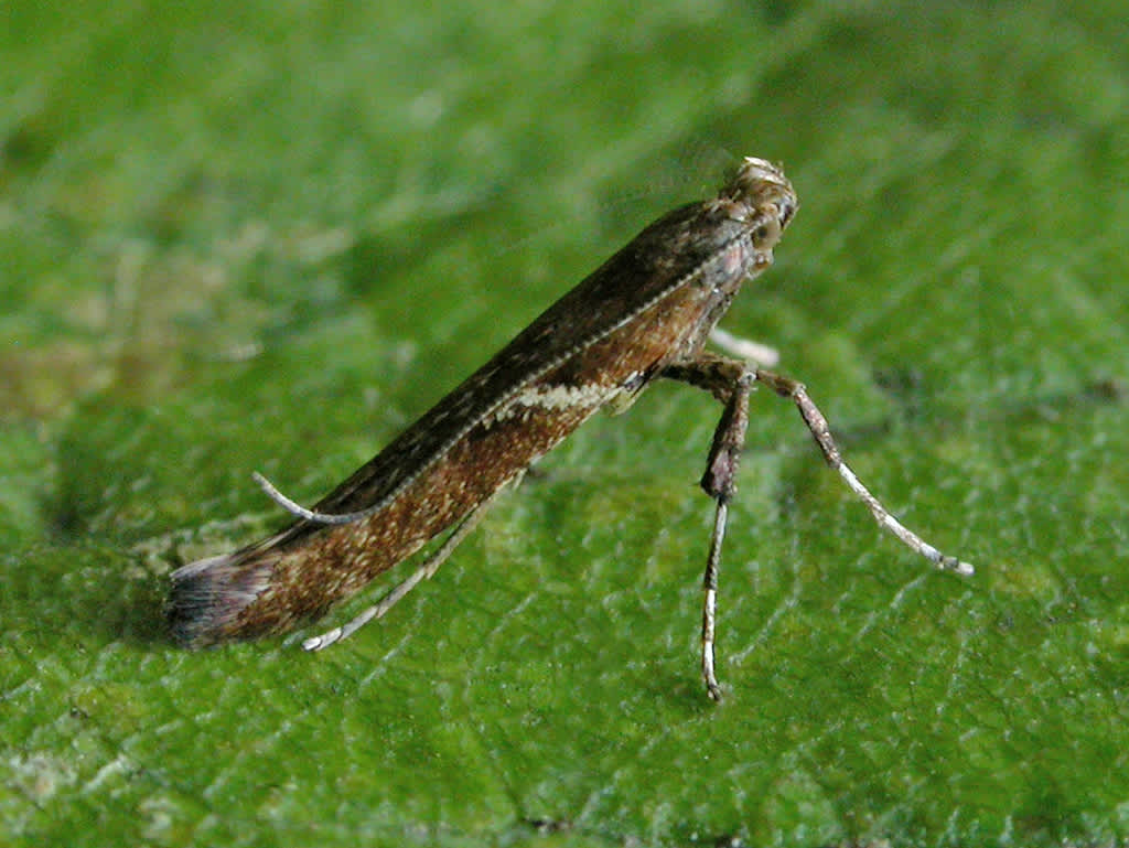 Maple Slender (Caloptilia semifascia) photographed in Kent by David Beadle 