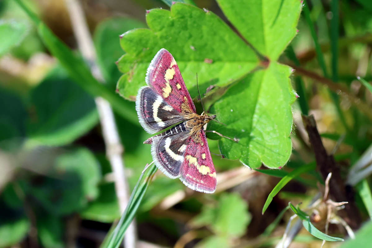 Common Purple & Gold (Pyrausta purpuralis) photographed at Denge Woods by M & K Rutter