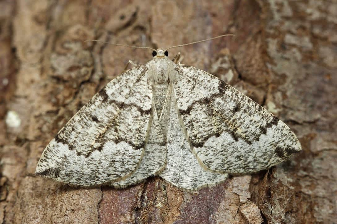 Banded Pine Carpet (Pungeleria capreolaria) photographed in Kent by Josh Jones 