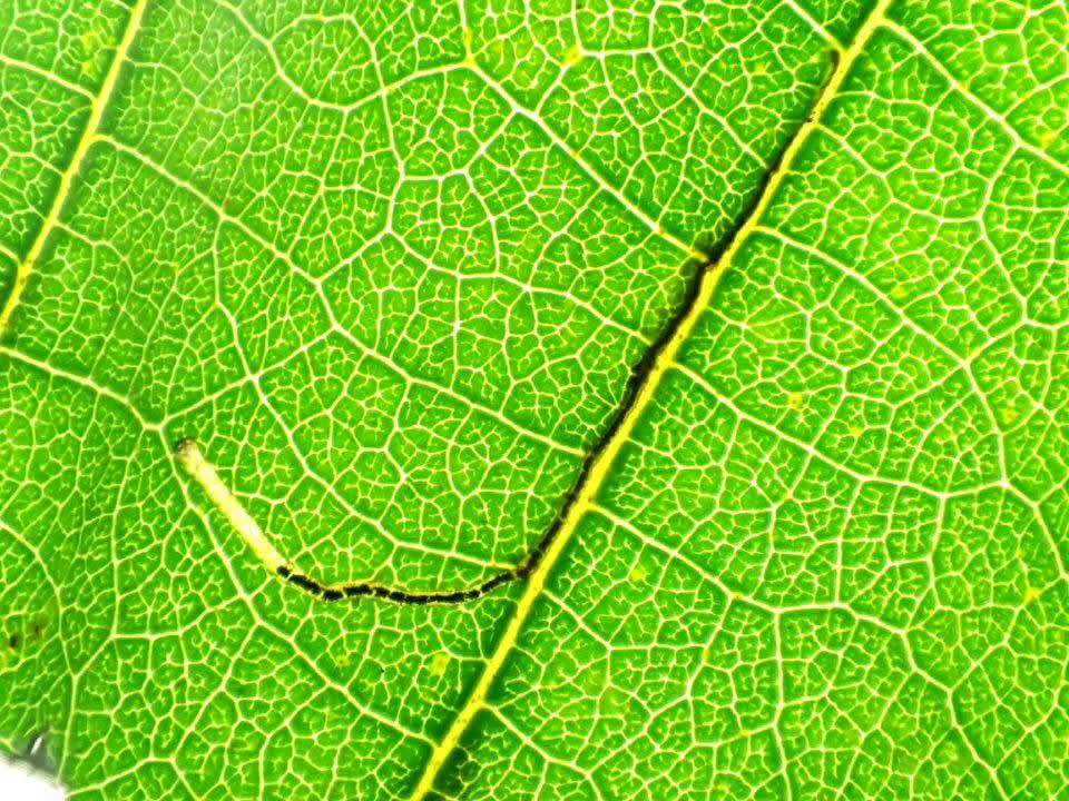 Alder Bent-wing (Bucculatrix cidarella) photographed at Brockhill CP  by Ian Roberts 