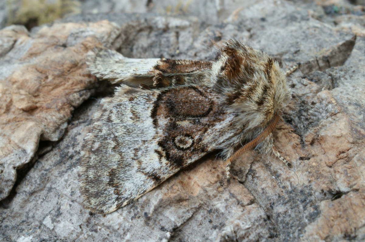 Nut-tree Tussock (Colocasia coryli) photographed at Aylesham  by Dave Shenton 