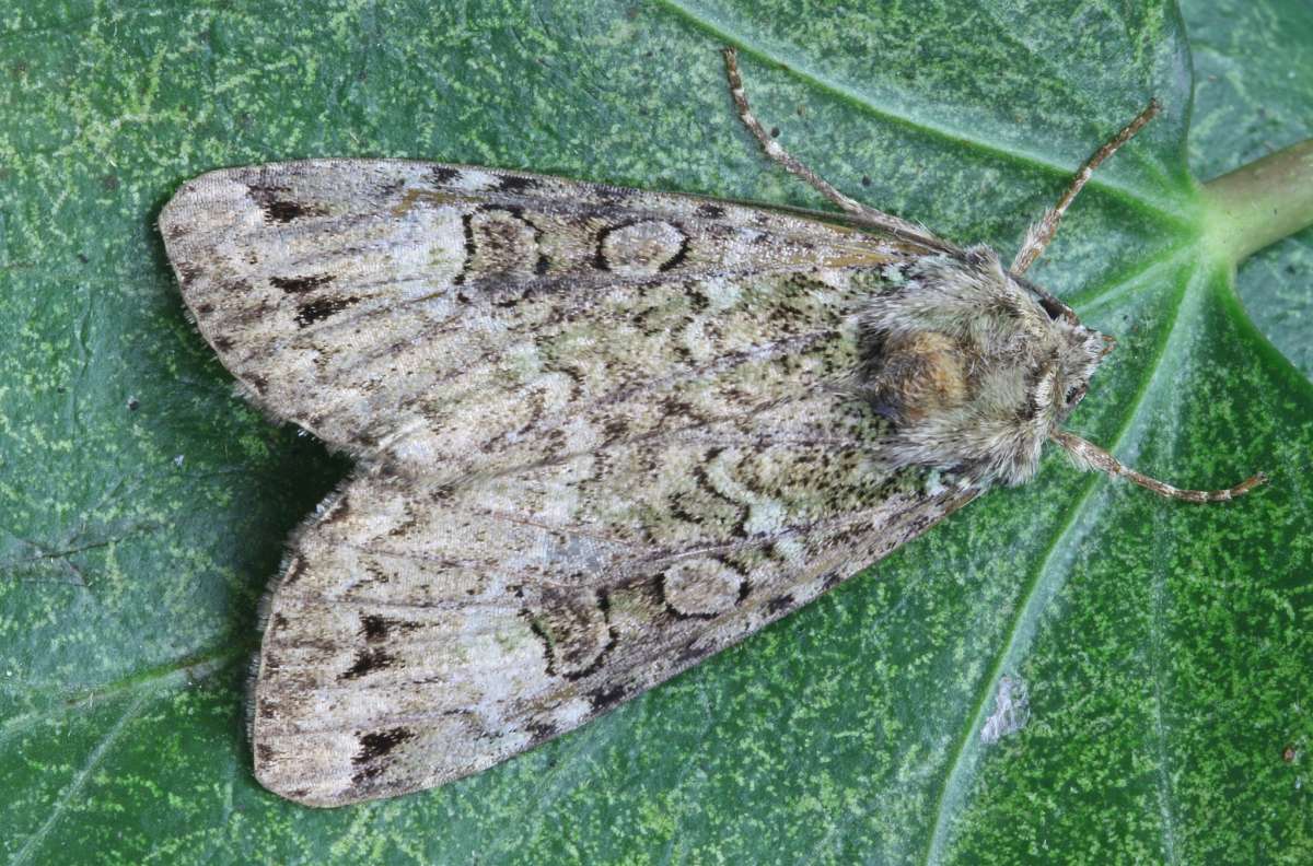 Green Arches (Anaplectoides prasina) photographed in Kent by Peter Maton