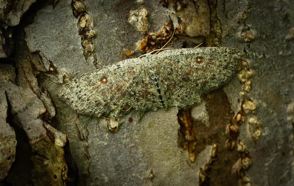 Dingy Mocha (Cyclophora pendularia) photographed in Kent by Carol Strafford 