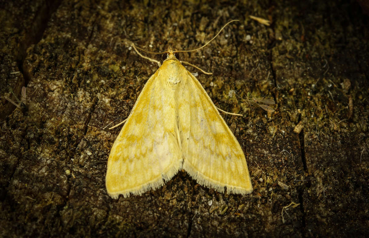 Lesser Pearl (Sitochroa verticalis) photographed in Kent by Carol Strafford 