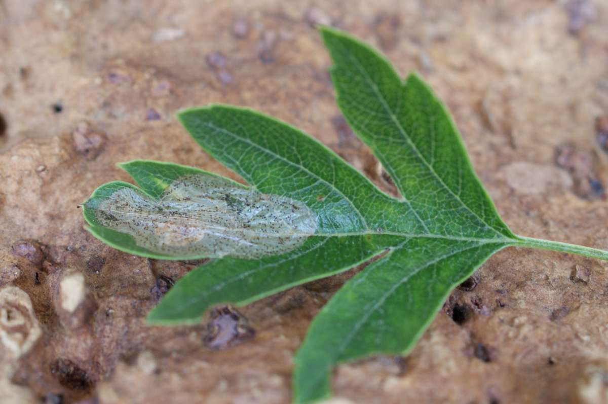 Hawthorn Midget (Phyllonorycter corylifoliella) photographed at Aylesham  by Dave Shenton 