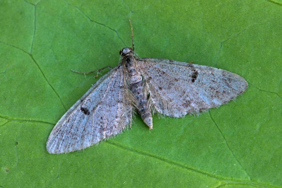 Ochreous Pug (Eupithecia indigata) photographed at Boughton-under-Blean by Peter Maton 