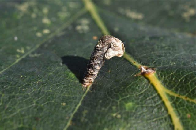 Forest Case-bearer (Coleophora ibipennella) photographed in Kent by Anthony Wren