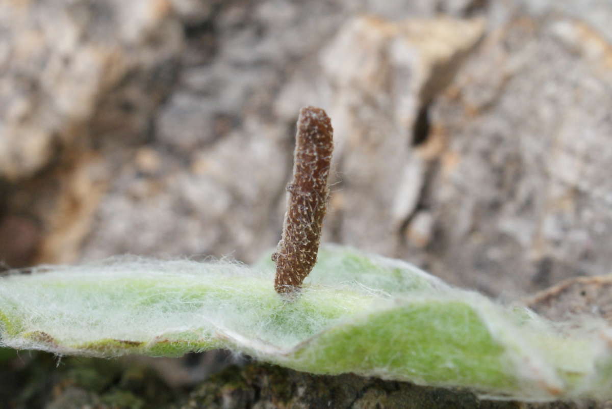 Spikenard Case-bearer (Coleophora conyzae) photographed in Kent by Dave Shenton 