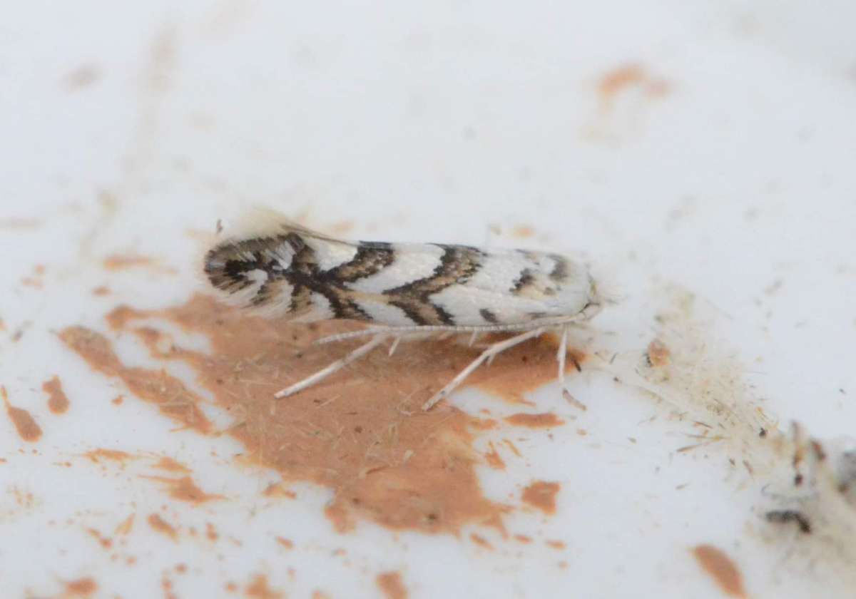 Sycamore Midget (Phyllonorycter geniculella) photographed in Kent by Alan Stubbs