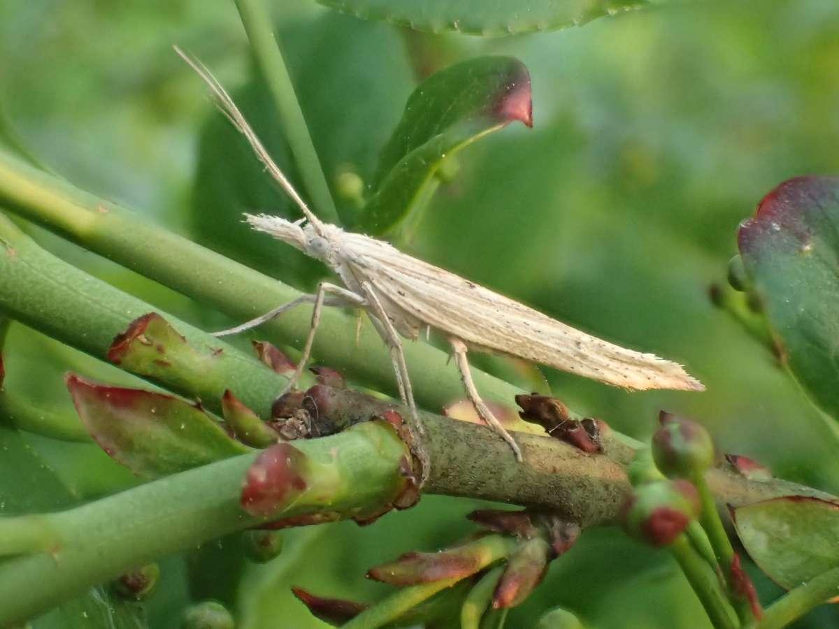 Spindle Smudge (Ypsolopha mucronella) photographed at Aylesham  by Dave Shenton 