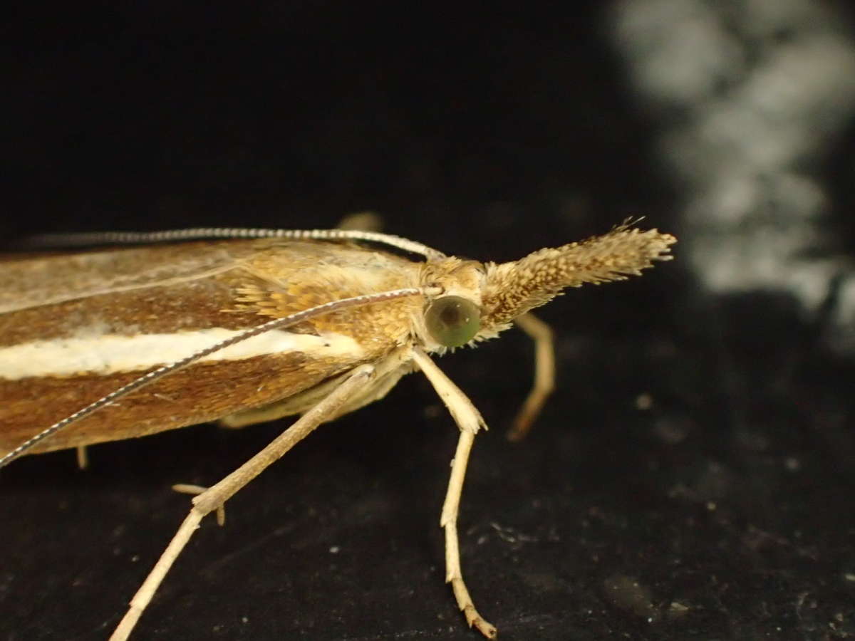 Common Grass-veneer (Agriphila tristella) photographed in Kent by Dave Shenton