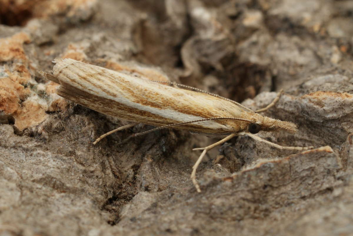 Common Grass-veneer (Agriphila tristella) photographed in Kent by Dave Shenton 