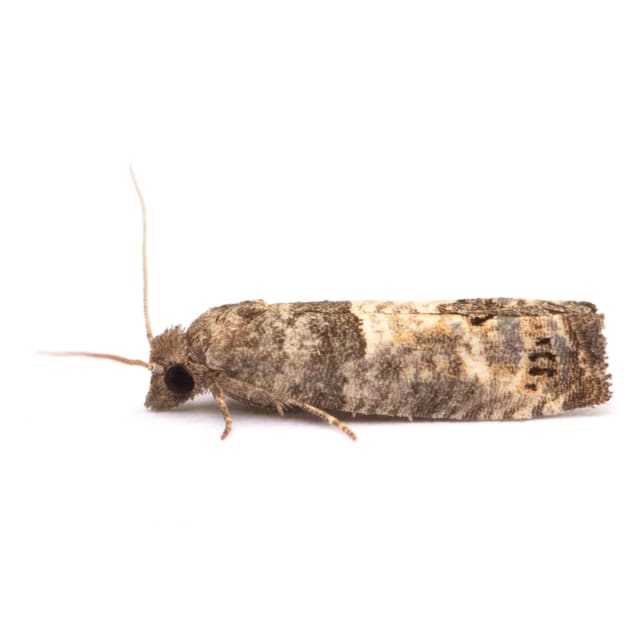 Spilonota ocellana | Kent Moths