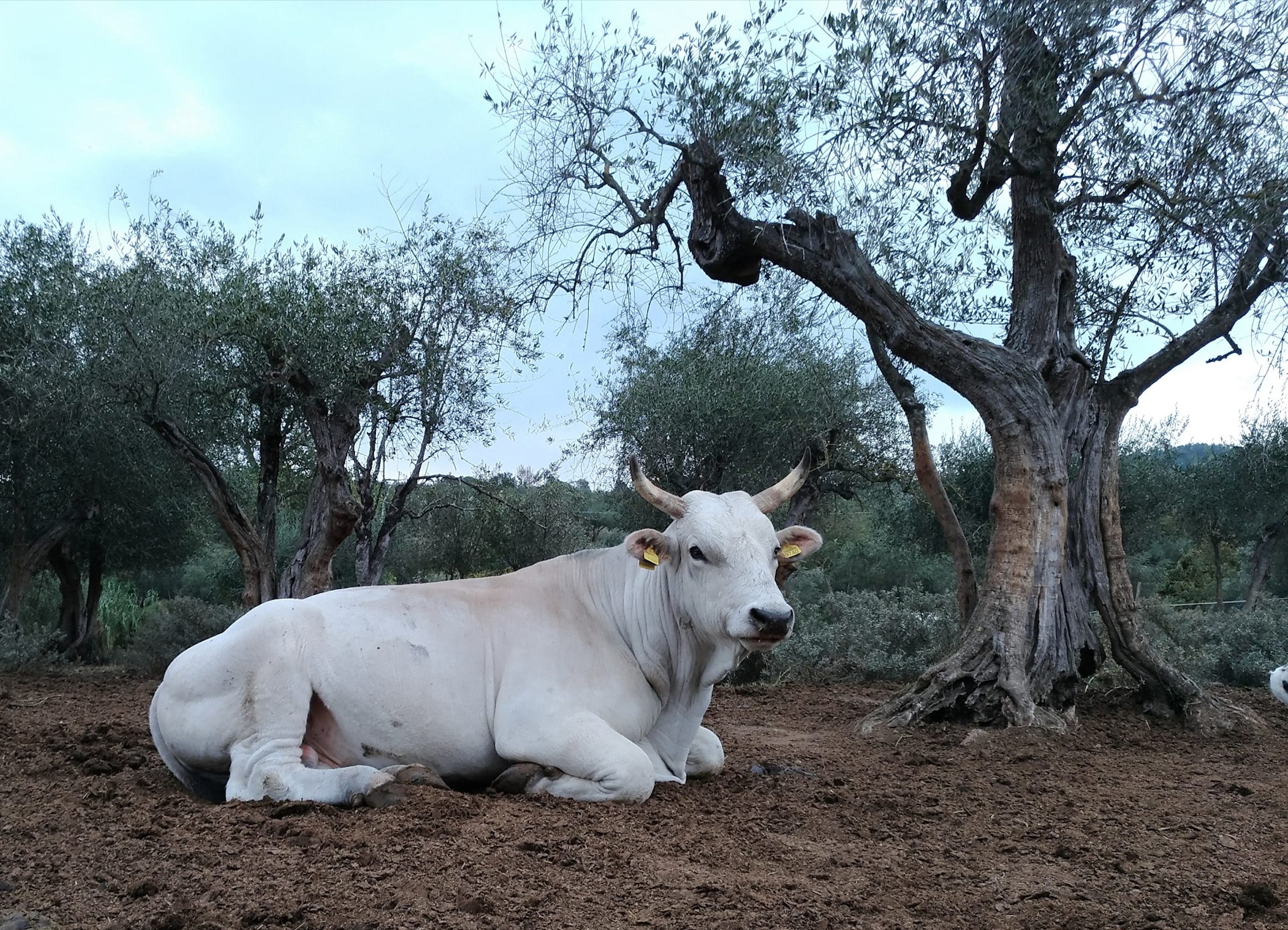 Un toro di razza calvana