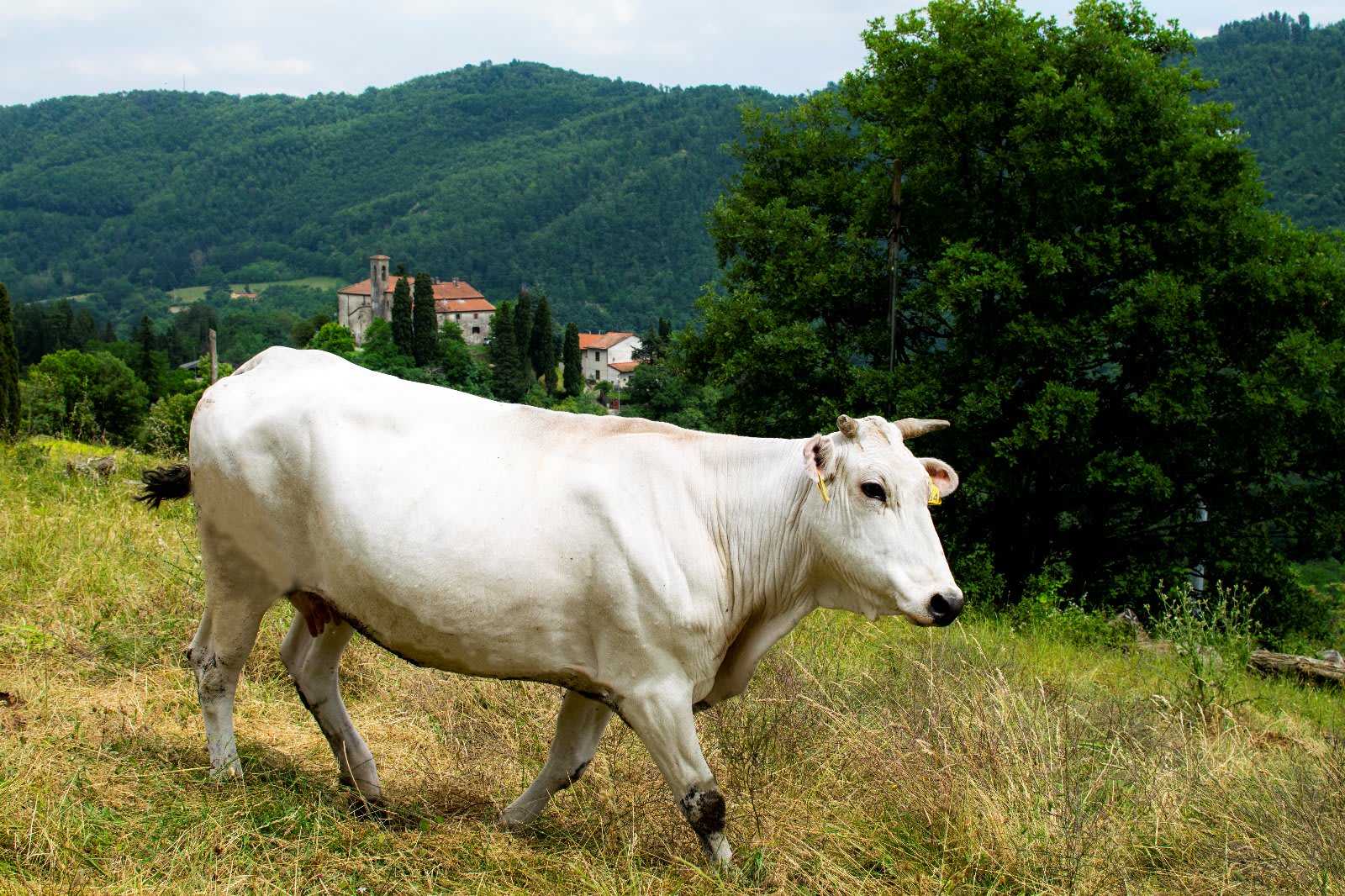 Una vacca di razza calvana al pascolo