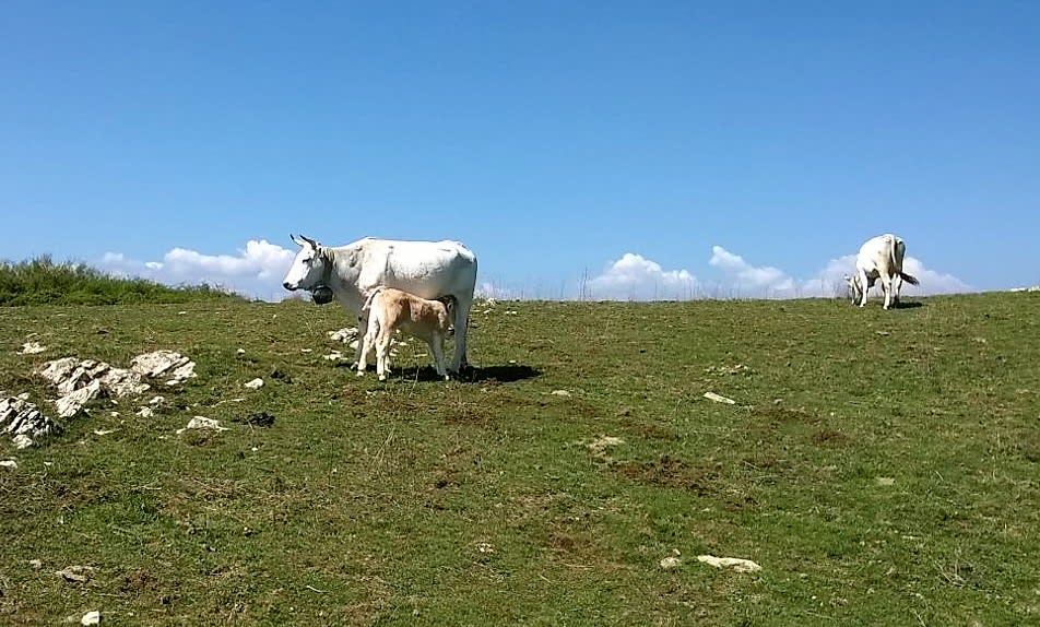 Mucche di razza Calvana al pascolo