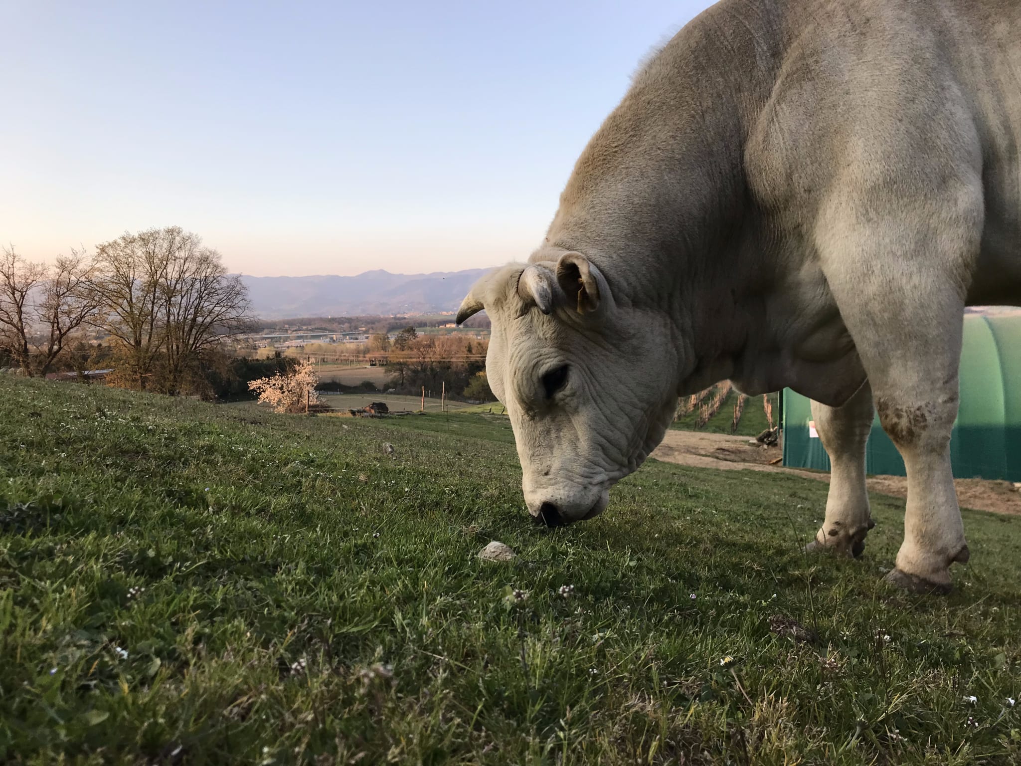 toro che bruca l'erba